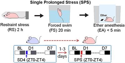 Hyper-Activation of mPFC Underlies Specific Traumatic Stress-Induced Sleep–Wake EEG Disturbances